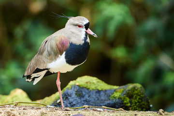 Southern lapwing closeup ( Vanellus chilensis )