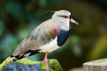 Obraz premium Southern lapwing closeup ( Vanellus chilensis )