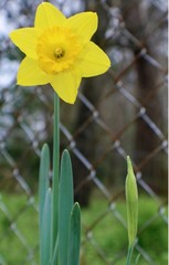 daffodils in spring