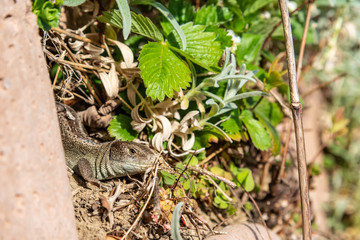 sand lizard relaxing in the sun