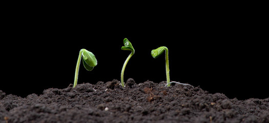 Green pumpkin sprout growing from seed. New life, nature photo, dark background.