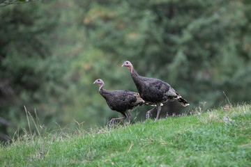 turkeys 