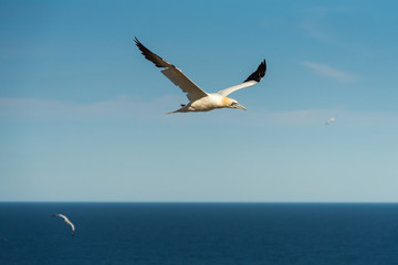 Fototapeta na wymiar Flying Gannet birds , fous de bassan