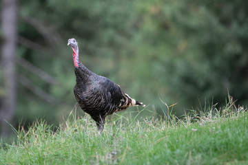 wild turkey
