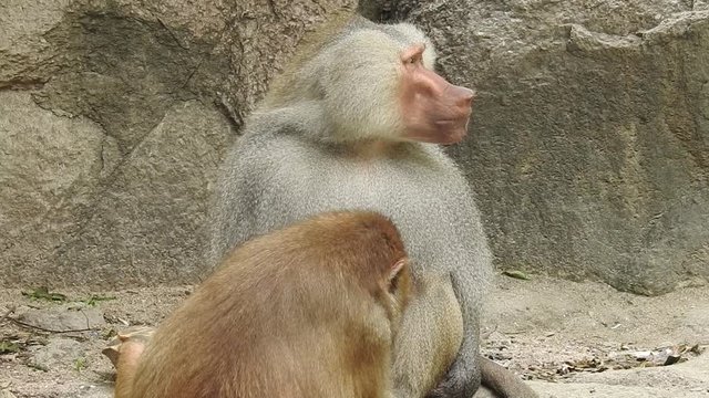 Grey Monkeys eat leaves and fruit skin on the edge of the forest. Family monkey, Wild monkey family at sacred monkey forest. Adorable face of baby asian monkey looking at camera. Common squirrel monke