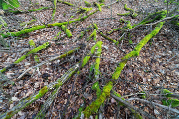 Moosbehangene Baumstämme