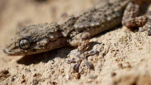Moorish European Common Wall Gecko Young. Tarentola mauritanica is a species of gecko (Gekkota) native to the Mediterranean area