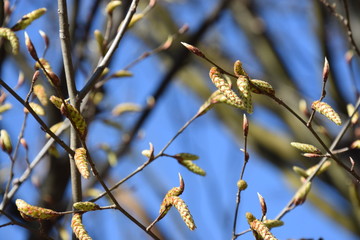 Tempo della primavera, rami degli alberi