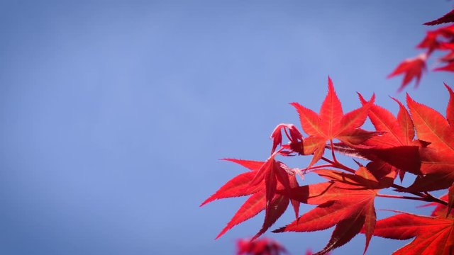 Vibrant Japanese Maple Leaves, with Copy Space