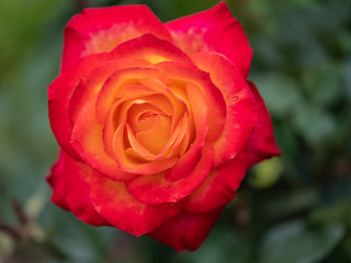 rose