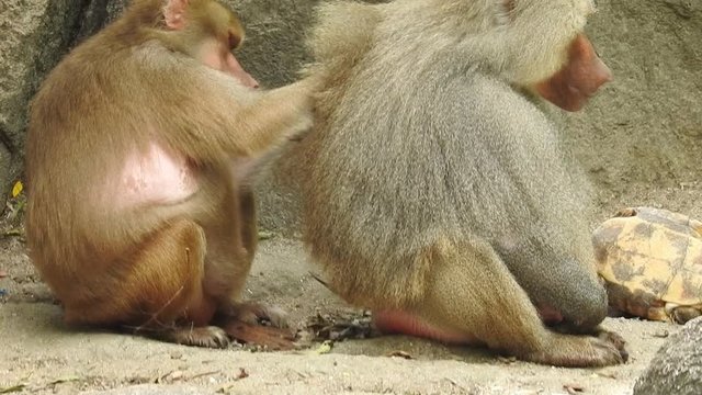 Grey Monkeys eat leaves and fruit skin on the edge of the forest. Family monkey, Wild monkey family at sacred monkey forest. Adorable face of baby asian monkey looking at camera. Common squirrel monke