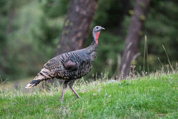 turkey