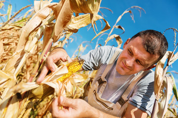 farmer looking corn plant in corn field