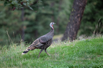 wild turkey