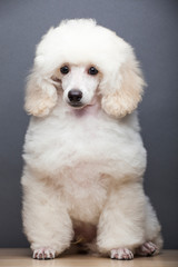 image of dog grey background 