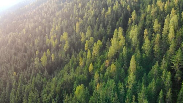 Green trees grow densely on the slopes of the Carpathian Mountains