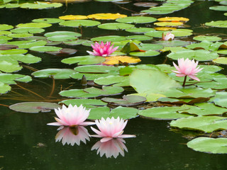 Pink water lilies