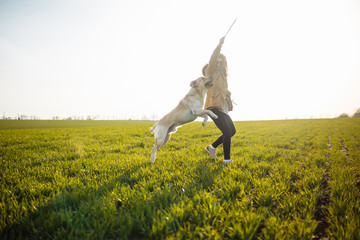 Cheerful labrador retriever dog runs and jumps for the stick in the field with its owner on a sunny...