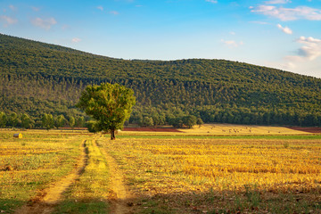 Fototapeta premium Cultivated land with roll of hay, dirt road and isolated tree in Tuscany, Italy