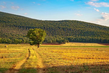 Fototapeta na wymiar Cultivated land with roll of hay, dirt road and isolated tree in Tuscany, Italy