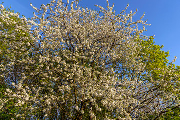 Frühlingszeit im Volkspark Niddatal in Frankfurt am Main