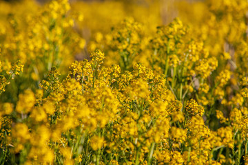 Bright yellow canola field in summer 