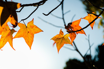 maple leaf sunset