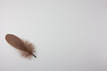 Beautiful feather of a bird on a white background. For the presentation of airy and light work.