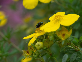 fly on flower