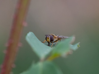 bee on leaf
