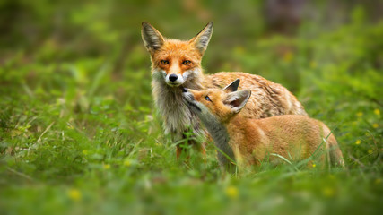 Family of red fox, vulpes vulpes, mother and young cub touching with noses in green summer nature....