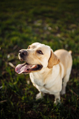 Playful young dog sitss in the field with green grass on a bright sunny day. Labrador retriever wants to play with its owner and being active. Home pets concept.