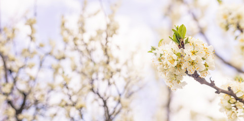 Panoramic view to spring background art with white plum blossom. Spring day, close up, shallow depths of the field