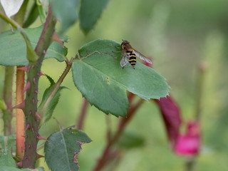 bug on leaf
