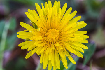 Spring nature background. Macro view of yellow dandelion. Dandelion head