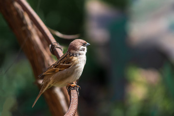 Sparrow sits on the vine on a sunny day. Close-up. Counter-lighting.