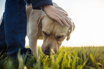 Young boy pets his dog in the green grass field on a bright sunny day. Labrador retriever is being calm and friendly to its owner. Home pet walk concept.