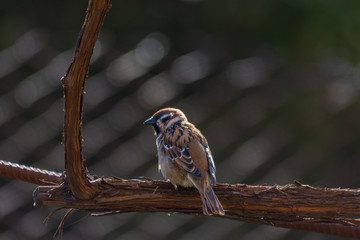 Sparrow sits on the vine on a sunny day. Close-up. Counter-lighting.