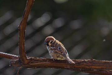 Sparrow sits on the vine on a sunny day. Close-up. Counter-lighting.