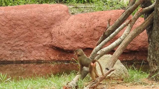  Common squirrel monkey (Saimiri sciureus), common squirrel monkey (saimiri sciureus), Common squirrel monkey is the traditional common name for several small squirrel monkey species native to the tro