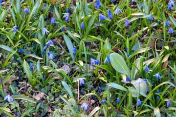 early spring in the spring forest