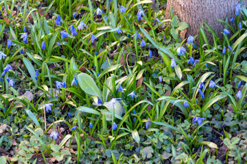 early spring in the spring forest