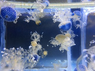 jellyfish in aquarium