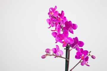Beautiful purple orchid in bloom isolated on a white background.