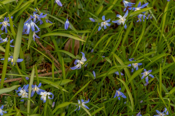early spring in the spring forest