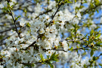 Fleurs de cerisier