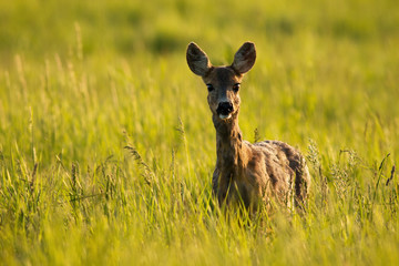 Alert roe deer, capreolus capreolus, doe looking into camera and standing in tall grass at sunrise. Curious female mammal on a green meadow in summer nature from front view with copy space.