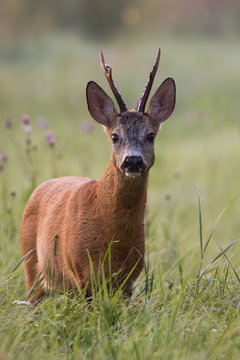 Alert roe deer, capreolus capreolus, buck with antlers looking into camera on a meadow with tall grass wet from dew and mist in background early in the summer morning. Wild animal in nature.