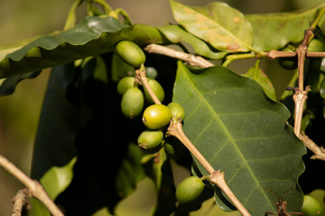 Grãos verdes de café presos ao galho da planta
