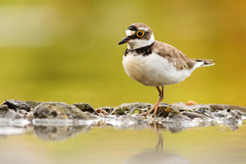 Wild little ringed plover, charadrius dubius, walking on rocks of riverbank with reflection on water in summer nature. Horizontal symmetrical image of wading bird on shore.